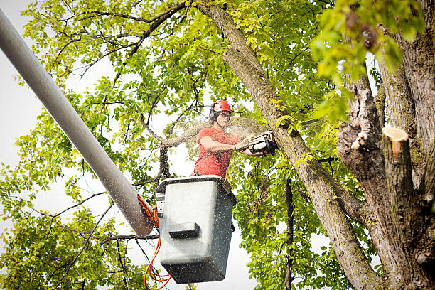 Best Palm Tree Trimming  in Lyons, WI